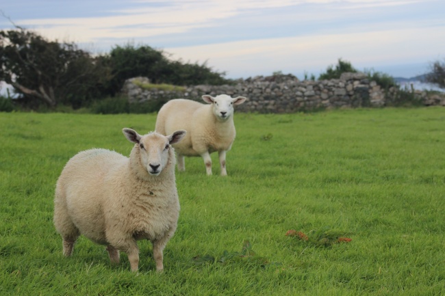 養羊學堂丨冬季，山羊養殖要注意這些事項
